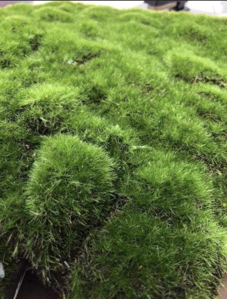 Mountain Grass Mats grandcentralgems