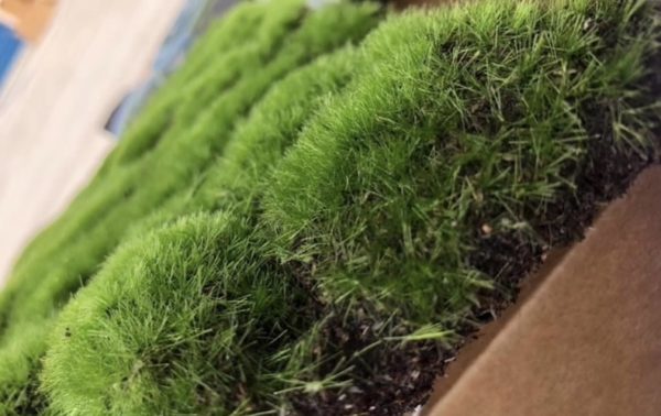 Mountain Grass Mats - Image 6