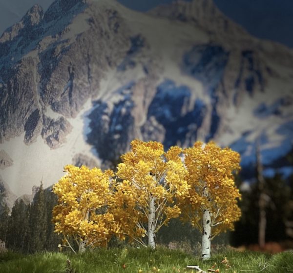 Birch (Fall) - Image 3