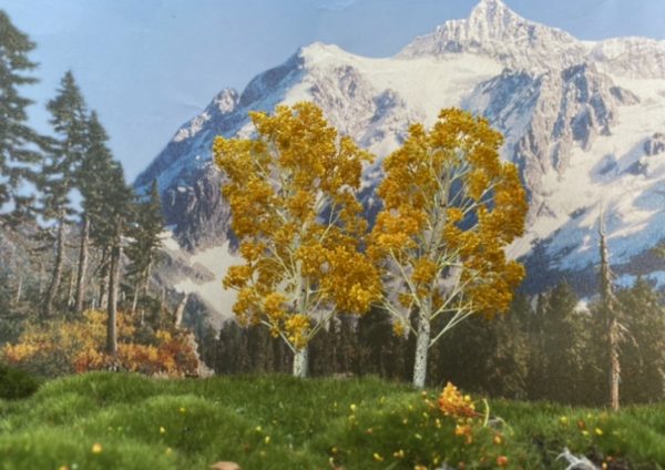 Birch (Fall) - Image 4