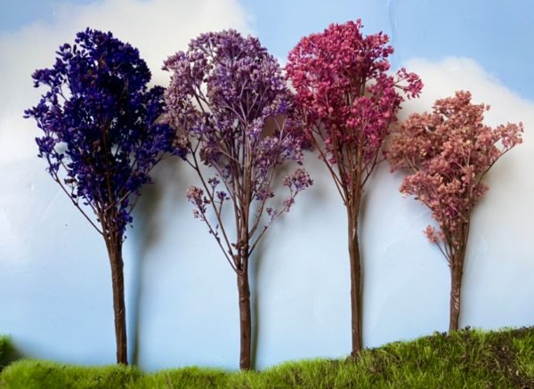 Jacaranda