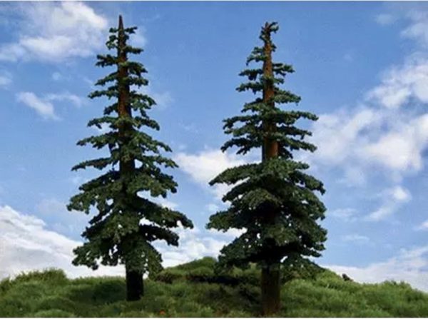 Lodgepole Pines - Image 6