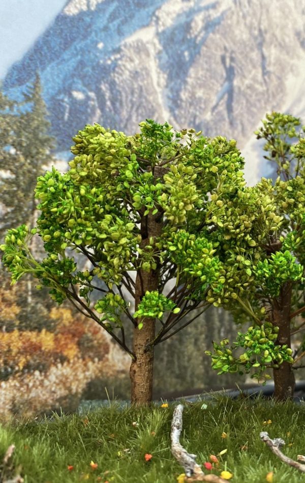 Maple - Image 3