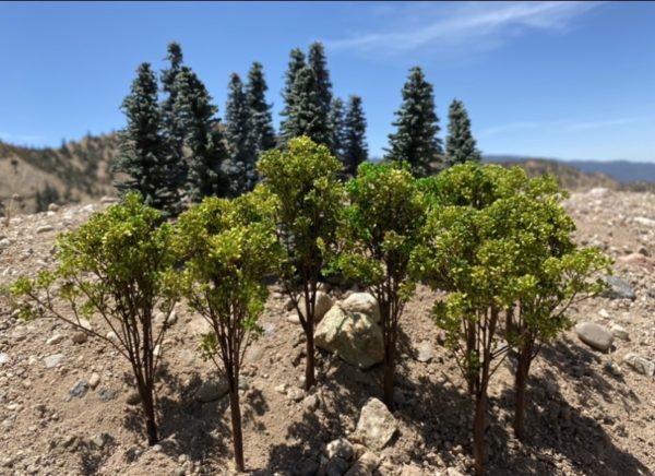 Oaks - Image 2